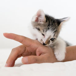 Close-up of hand holding cat over white background
