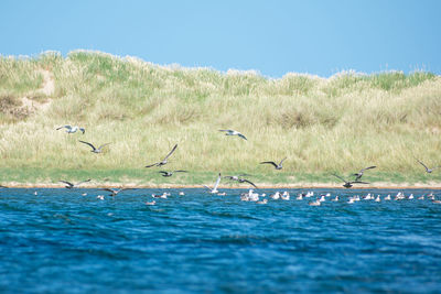 Birds flying above the sea