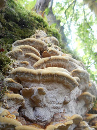 Close-up of rocks