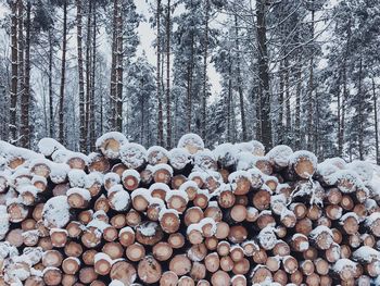 Stack of logs in winter