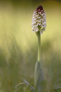 Close-up of purple flowering plant