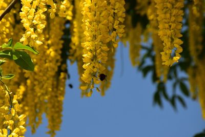 yellow