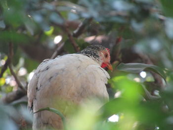 Close-up of bird perching on tree