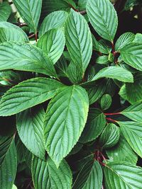 Full frame shot of fresh green plant