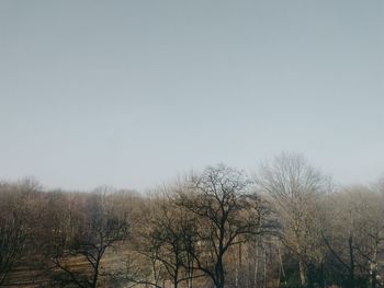 Low angle view of bare trees against sky