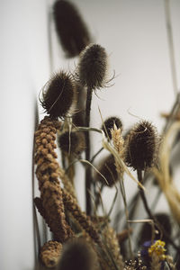 Close-up of wilted plant