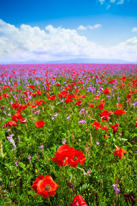 Red poppies on field against sky