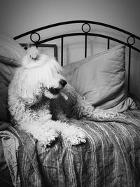 Dog relaxing on bed at home