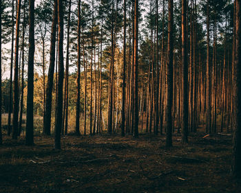 Trees growing in forest