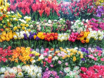 Full frame shot of multi colored tulips blooming outdoors