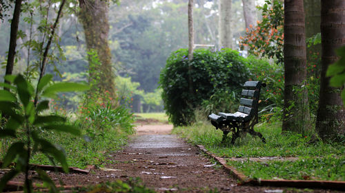 Empty bench amidst trees in park
