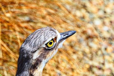 Close-up of a bird looking away