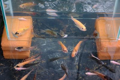 View of fish swimming in pond