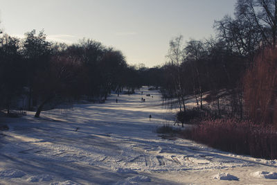 Trees in park