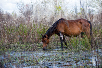 Side view of horse drinking water