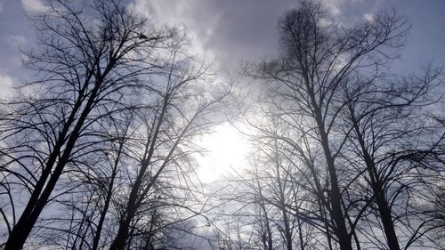 Low angle view of bare trees against sky