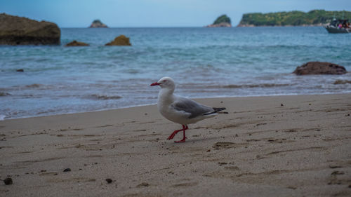 Seagull perching on beach against sky