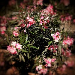 Flowers blooming on plant