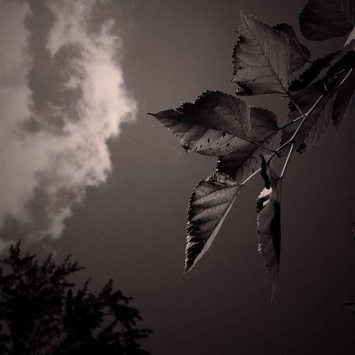 sky, low angle view, nature, tree, leaf, growth, tranquility, silhouette, beauty in nature, day, outdoors, plant, branch, no people, cloud - sky, sunlight, tranquil scene, clear sky, cloud, scenics