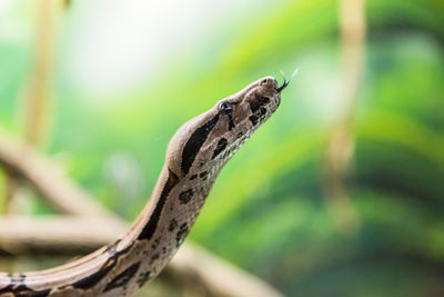 Close-up of a lizard on a tree