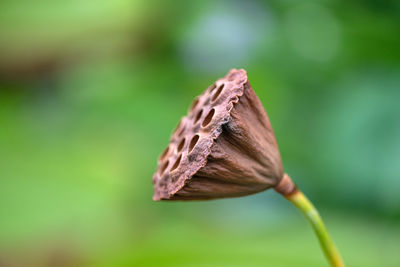 Close-up of dry leaf on plant