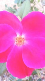 Close-up of pink flower