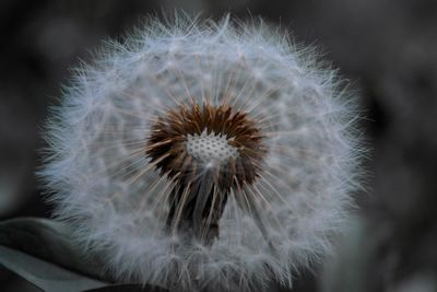 Close-up of dandelion