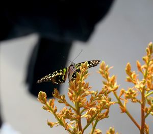 Close-up of butterfly pollinating on flower