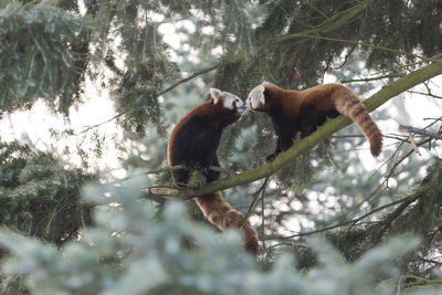 Low angle view of red pandas kissing on tree