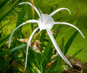 Close-up of flowers