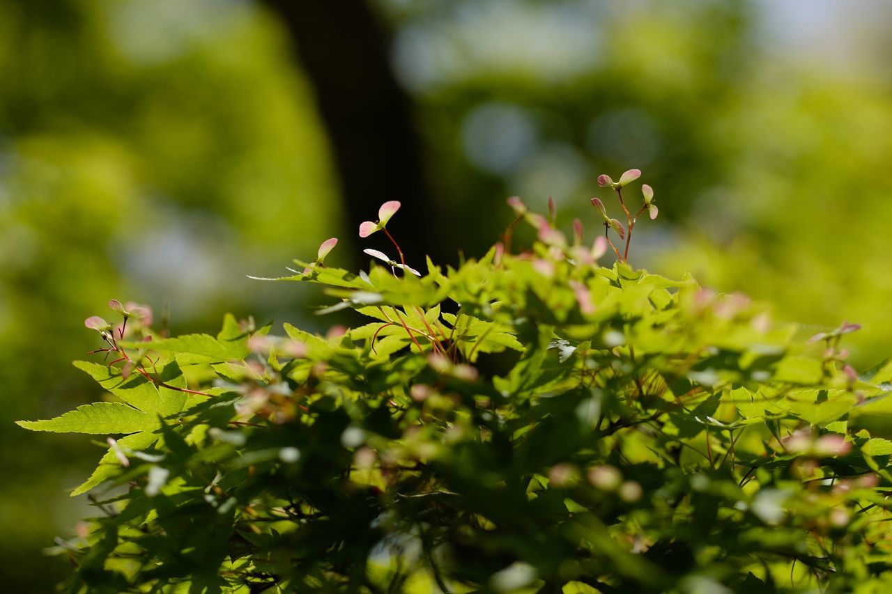 green, plant, nature, leaf, animal wildlife, animal, animal themes, branch, tree, flower, wildlife, sunlight, plant part, blossom, shrub, no people, autumn, beauty in nature, yellow, outdoors, day, selective focus, macro photography, food, growth, insect, environment, food and drink, bird, close-up, land, one animal, wildflower, summer, flowering plant, focus on foreground, forest, freshness