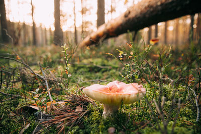 Close-up of mushroom growing in forest