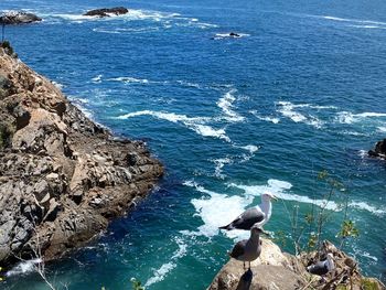 High angle view of seagulls on rock