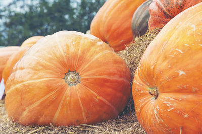 Close-up of orange pumpkins