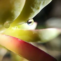 Close-up of insect on plant