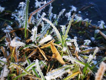 Close-up of frozen plant on field