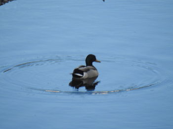 Duck swimming in lake