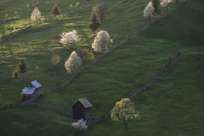 Spring rural landscape with blooming trees in the mountain area, of bucovina - romania.