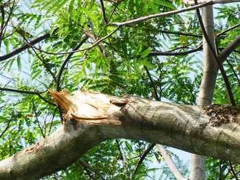 Low angle view of lizard on tree against sky