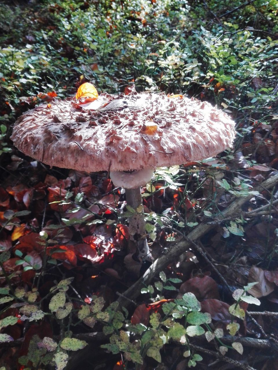 CLOSE-UP OF MUSHROOMS ON FIELD