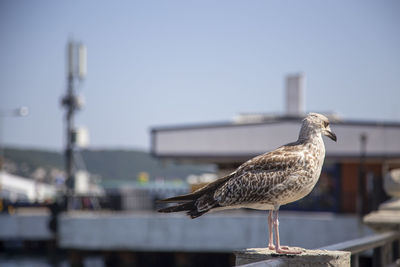 Seagull perching on a bird against the sky