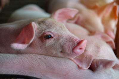 Close-up of a piglet 