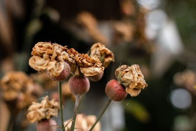 Dying roses waiting to be reborn