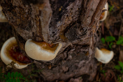 Close-up of heart shape on tree trunk