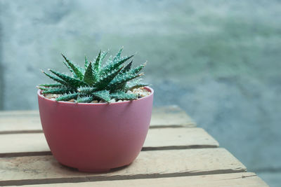 Close-up of succulent plant on table