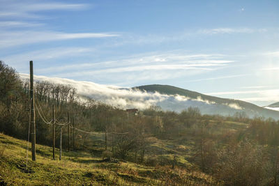 Scenic view of forest against sky