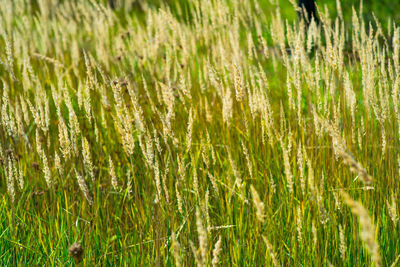 Full frame shot of crops growing on field