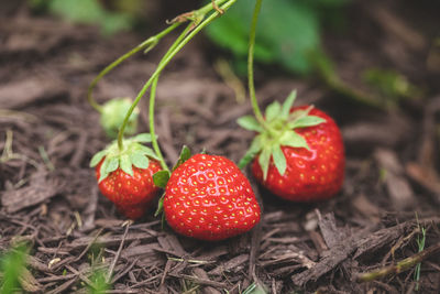 Fresh red ripe strawberries growing on the vine in a home garden