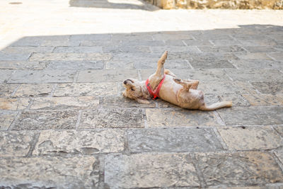 dog