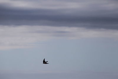 Low angle view of bird flying in sky